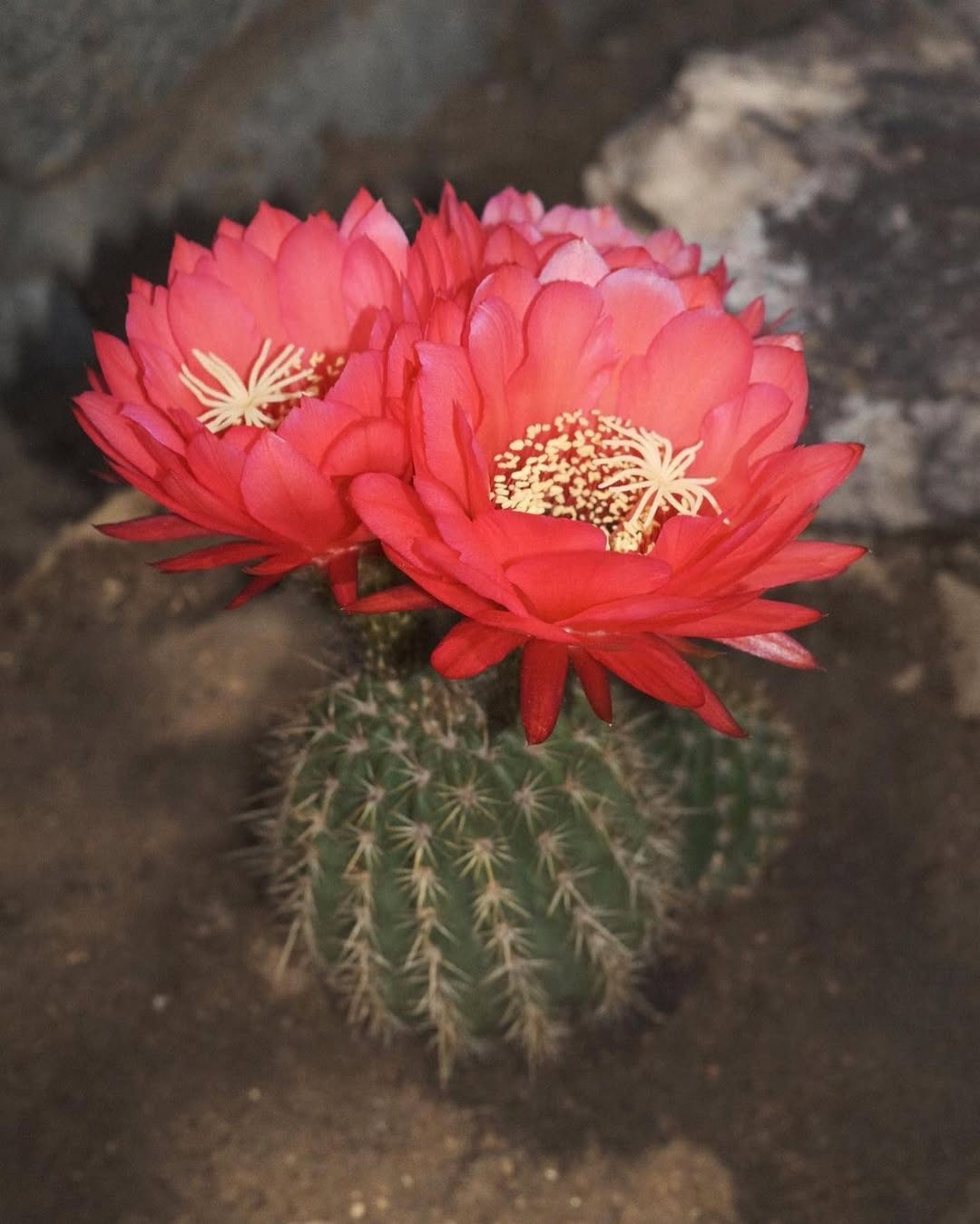 A blooming cactus with vibrant pink flowers